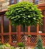 Trompetenbaum 'NANA' auf Stamm 80 cm, Cont. 5 l Produktbild-Vorschau 1