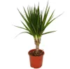Dracaena marginata 1 pianta d'appartamento depuratore Anteprima dell’immagine prodotto 1