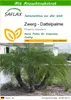 SAFLAX - Zwerg - Dattelpalme - Phoenix roebelenii - 25 Produktbild-Vorschau 1