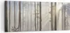 Bild auf Leinwand - Leinwandbild - Wald Baum Natur - Produktbild-Vorschau 1