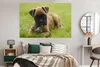 MuchoWow® Poster Boxerwelpe liegt im grünen Gras 180x120 cm Produktbild-Vorschau 4