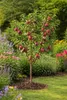 Pflaume Opal Hochstamm 100–120 cm – selbstfruchtender Produktbild-Vorschau 1