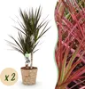 Green boutiQ - Zimmerpflanzen - Dracaena Magenta - Produktbild-Vorschau 2