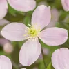 Green boutiQ - Klimplant - Clematis montana Rubens - Bloem Voir les images du produit 4