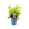 Melissa officinalis, Zitronenmelisse, aromatisch, ca. 11x11 Produktbild-Vorschau 1