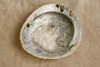 Abalone Muschel 14–17 cm Haliotis midae Räucherschale Produktbild-Vorschau 9