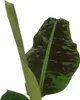 Bananaier nain - Musa 'Dwarf Cavendish' - Hauteur 90-100cm Voir les images du produit 3