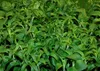 SAFLAX  - Chanvre d'eau - 100 graines - Stevia Voir les images du produit 7