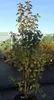 Amelanchier aln. 'Obelisk' - Amelanchier en conteneur 50- Voir les images du produit 2