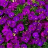 6 x Blaukissen  - Aubrieta 'Cascade Purple'  | Topf 9cm x Produktbild-Vorschau 1
