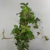 Vite canadese (Ampelopsis) Elegans 1L Anteprima dell’immagine prodotto 8