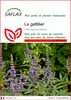 SAFLAX  - Le gattilier - 30 graines - Vitex Voir les images du produit 1