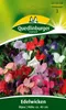 Edelwicke, Bijou-Mischung Produktbild-Vorschau 3