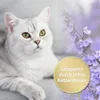 Kalmerende spray Felisept Home Comfort, 100 ml Productafbeelding-voorbeeld 2