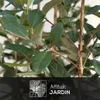Feijoa sellowiana - arbuste persistant - ↕ 110-120 cm - ⌀ Voir les images du produit 2
