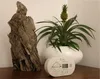 A smoke detector is placed on a wooden surface next to a piece of driftwood and a potted pineapple plant. Podgląd zdjęcia produktu