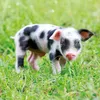 Wandkalender 2027 Schweinchen / Piggies 30x30 cm mit Extra Produktbild-Vorschau 8