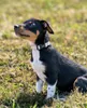 lionto Hundehalsband: Strapazierfähiges Nylon, Größe XS, Produktbild-Vorschau 2