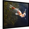 MuchoWow® Gerahmtes Poster Zwei Koi-Karpfen im Wasser 40x40 Produktbild-Vorschau 1