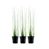 Aquarium Pflanze 3 Stück Eleocharis montevidensis Tropica Produktbild-Vorschau 1