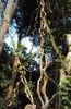 Klimorchidee (Lasiobema scandens) - 5 zaden Productafbeelding-voorbeeld 2