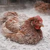 Ecodeco, křemelitá zemina (diatomit), 10 kg. Vhodná pro Náhled obrázku produktu 7