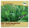 Samenliebe  Spitzwegerich Samen | Heilpflanze - winterhart Produktbild-Vorschau 1
