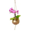Kokodama Phalaenopsis (L) Náhled obrázku produktu 9