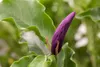 Magnolia liliiflora 'Susan', Purpur-Magnolie, purpurrosa, Produktbild-Vorschau 5
