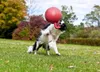 Jolly Ball piłka do zabawy dla koni lub psów - 25 cm Podgląd zdjęcia produktu 7