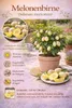 Solanum Pepino Gold 20-40 cm – Plante de poire-melon, Voir les images du produit 2