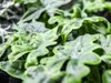 Gardner Alocasia Jacklyn, Durchmesser 6 cm Produktbild-Vorschau 2