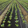 Unkrautvlies für Garten, Atmungsaktive Wachstumsmatte, Produktbild-Vorschau 8
