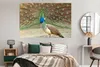 MuchoWow® Poster Pfaue - Vögel - Federn 180x120 cm - Produktbild-Vorschau 4