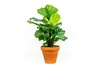 Gardners Calathea Orbifolia, průměr 11-12 cm Náhled obrázku produktu 1