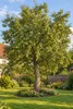 Birnbaum 'Conference', altezza 100-120 cm – *Pyrus Anteprima dell’immagine prodotto 3