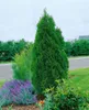 Thuja occidentalis 'Smaragd', Lebensbaum, immergrün, 60–80 Produktbild-Vorschau 15