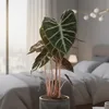Bloomique - Alocasia Pink Dragon - Oreille d'éléphant - Voir les images du produit 4