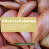 Kiepenkerl  Schalotten Biztro Allium cepa 10 Pflanzen Produktbild-Vorschau 4