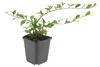 Cotoneaster dammeri | 24 pezzi - 10-25cm - Ø9cm - Pianta da Anteprima dell’immagine prodotto 5