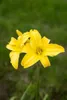Taglilie Maikönigin, im Topf - Hemerocallis x cult. Produktbild-Vorschau 10