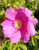 Rosa selvatica - Rosa Rugosa Rosa mela profumata 40 - 60 cm Anteprima dell’immagine prodotto 1