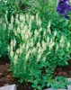 Salvia nemorosa 'Schneehügel', Steppensalbei, weiß, ca. 9x9 Produktbild-Vorschau 13