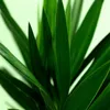 Green boutiQ - Plante d'intérieur - Yucca elephantipes - Voir les images du produit 5