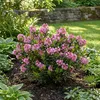 Bloomique - Rododendron Bloombux Magenta - Rododendron Podgląd zdjęcia produktu 2