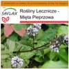 SAFLAX - Garden in the bag - Mięta Pieprzowa - 300 Nasiona Podgląd zdjęcia produktu 5