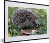 MuchoWow® MuchoWow® Gerahmtes Poster Igel im Gras 40x30 cm Produktbild-Vorschau 1