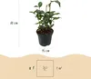 Kamelie Camellia japonica Tricolour - Strauch - Winterhart Produktbild-Vorschau 4