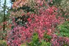 Euonymus europaeus, Pfaffenhütchen, 60–100 cm Produktbild-Vorschau 3