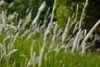 Stauden Gänge 3 x Imperata cylindrica im 1 Liter Topf - Produktbild-Vorschau 4